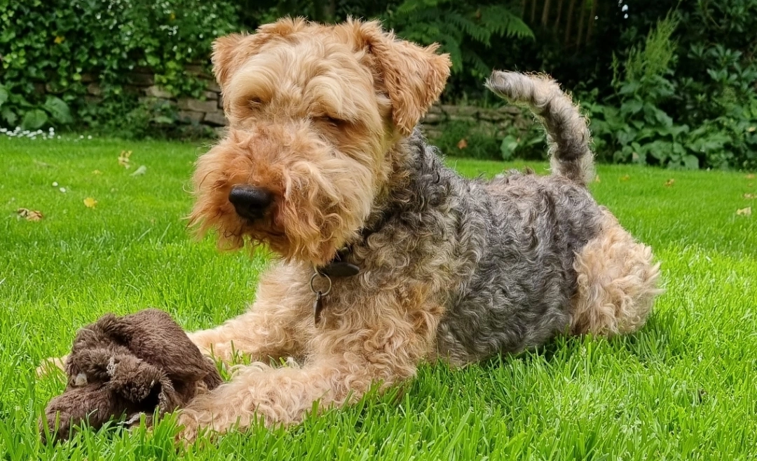 An image to be represented by latent variables