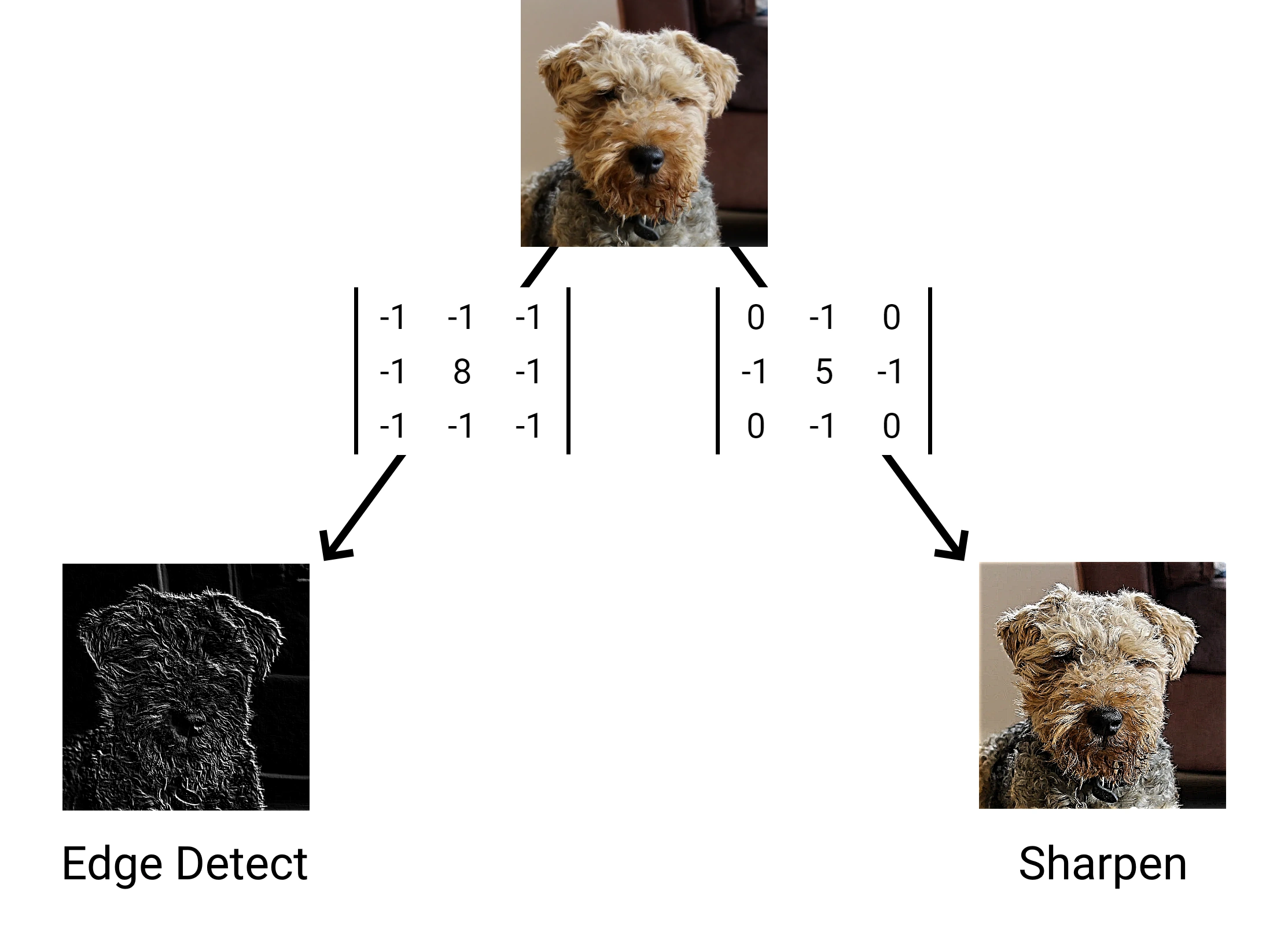Edge detection and sharpen matrices convolving on an image of a sunflower.